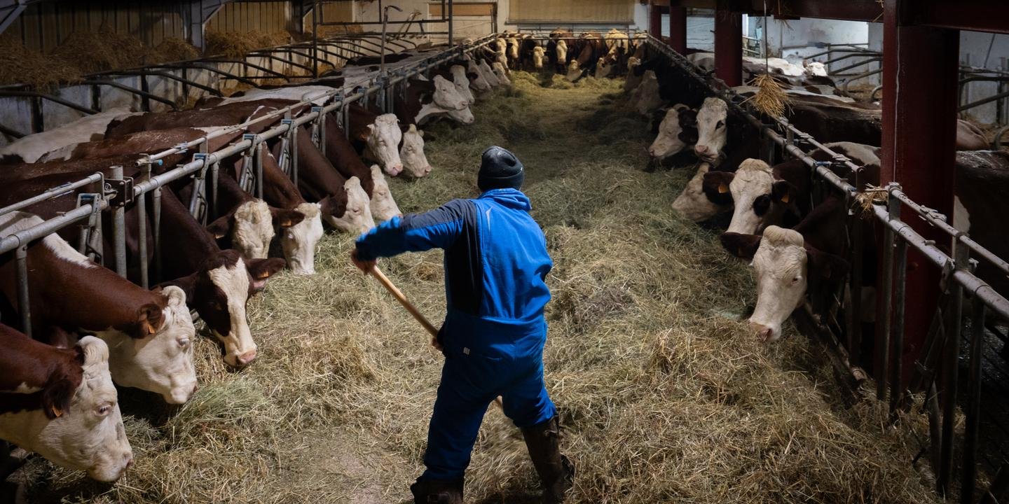 EN DIRECT, dermatose nodulaire contagieuse : pour Annie Genevard, la vaccination est « un chemin d’espoir pour empêcher l’abattage des troupeaux »