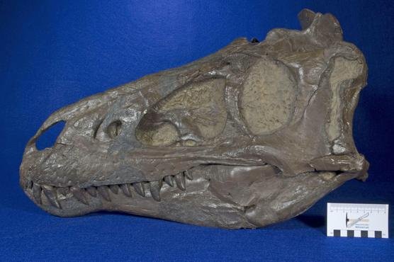 « Tyrannosaurus rex » : ses ados étaient en fait des adultes d’une autre espèce